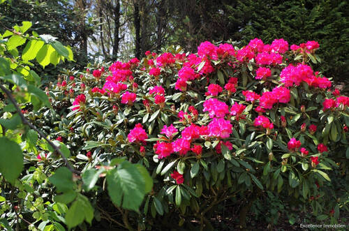 Gartenimpressionen 2 - 