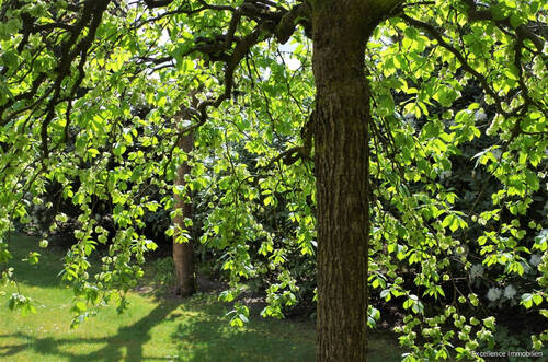 Gartenimpressionen 3 - Das Ulmendach - 