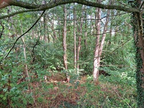 Blick in den Wald.jpg - Grundstück zum Kaufen in Lamstedt
