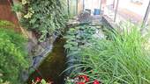 Teich - 
