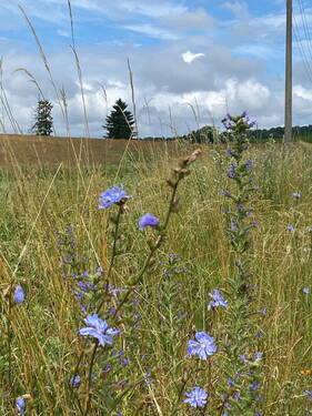 Wildwiese - 