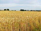 Getreidefeld - 
