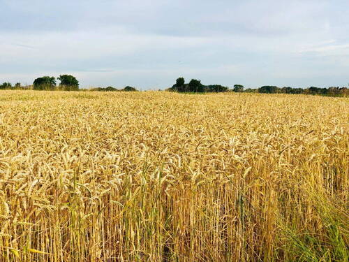 Getreidefeld - 
