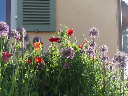 daheim - 