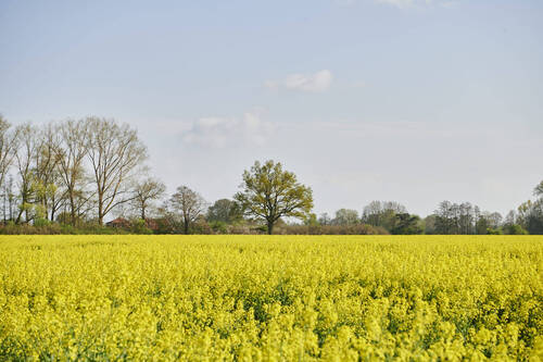 Rapsfelder in der Umgebung - 