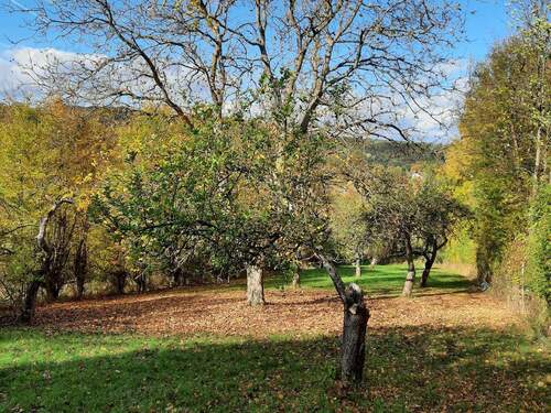 Grundstück und Obstbäume - Grundstück in Würzburg zum Kaufen