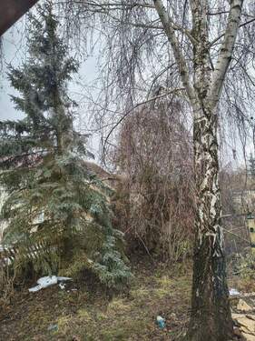 Baumbestand auf dem Grundstück - 