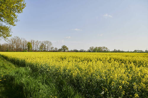 Impression Schwarme - 