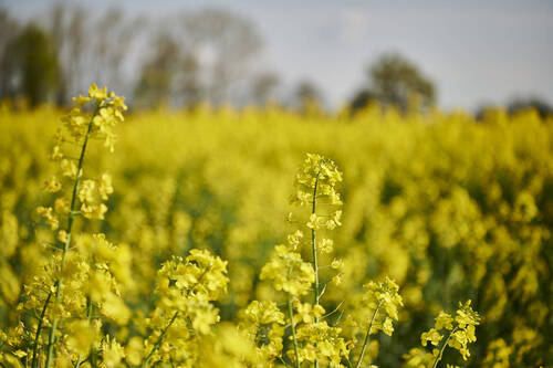 Impressionen der Umgebung - 