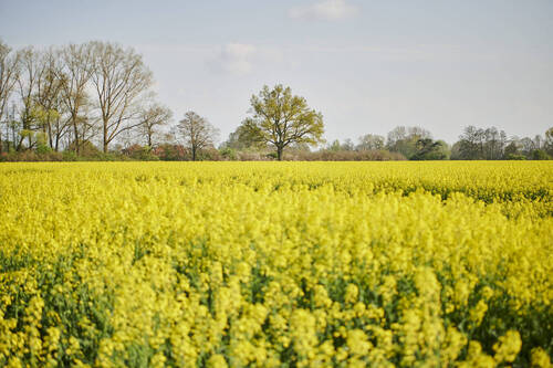 Rapsfelder in der Umgebung - 