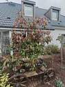 Blumenbeet vorm WZ-Fenster - 