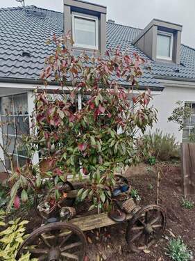 Blumenbeet vorm WZ-Fenster - 