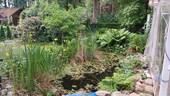 Gartenteich - 