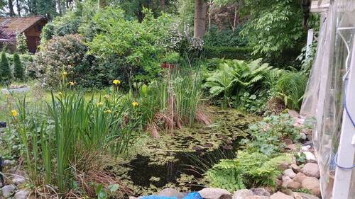 Gartenteich - 