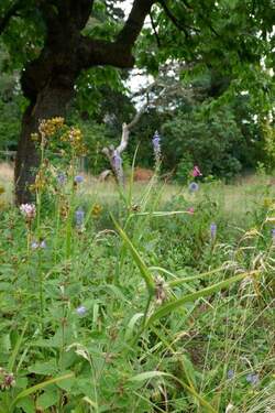 Garten - 