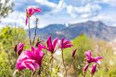 Alpine Blütenpracht - 