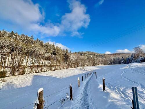 Im Winter nahegelegtes Waldgebiet - 