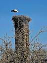 Storch nebenan - 7 Zimmer Bauernhaus, Landhaus zum Kaufen in Fehrbellin OT Tarmow