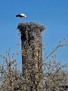 Storch nebenan - 7 Zimmer Bauernhaus, Landhaus zum Kaufen in Fehrbellin OT Tarmow