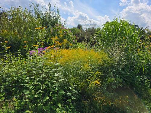Pflanzenmeer - 
