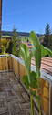 Blick vom Balkon - 