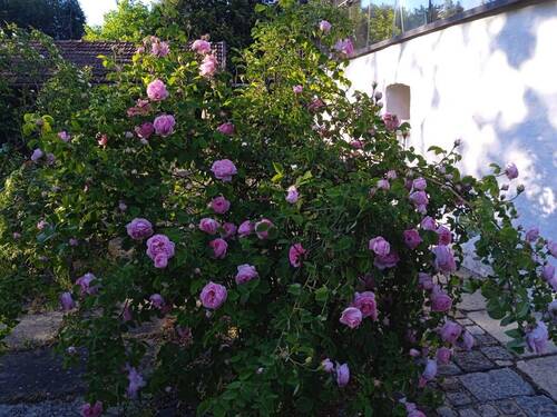 Garten - 