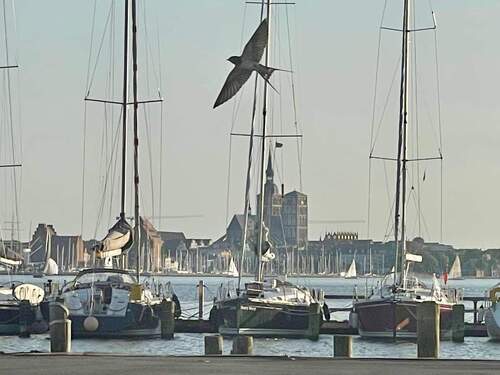 Hafen Altefähr-Blick auf Stralsund - 