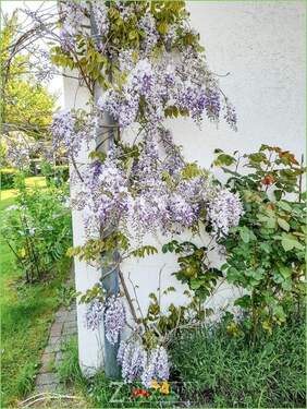 Blühende Schönheit - 