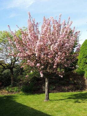 Frühling im Garten - 