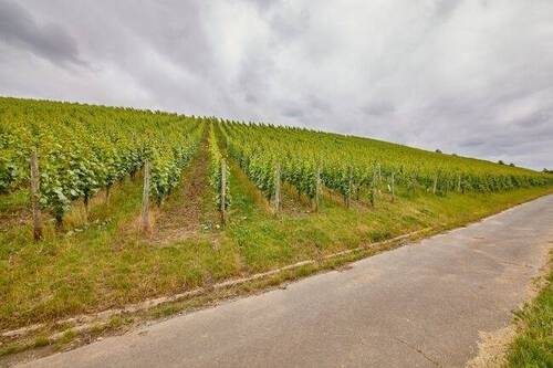 ca. 1,5 ha Weinbaufläche - 