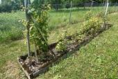 oberer Garten Himbeerhecke - 