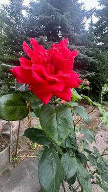 Im Garten - 4 Zimmer Einfamilienhaus in Berlin