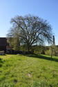 Linde im Garten - 