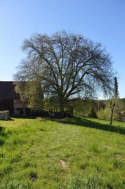 Linde im Garten - 