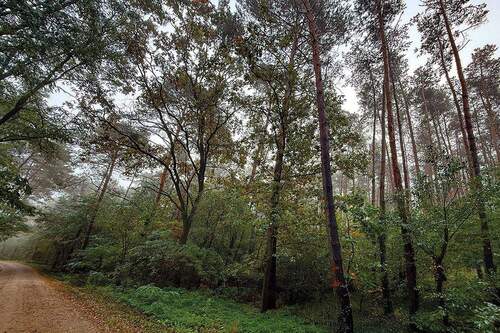 Wegansicht - 