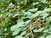Brombeeren direkt vor dem Haus - 
