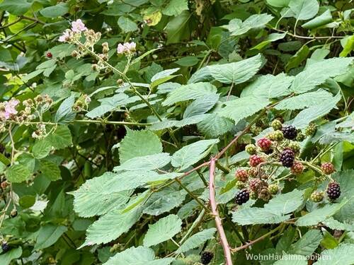 Brombeeren direkt vor dem Haus - 