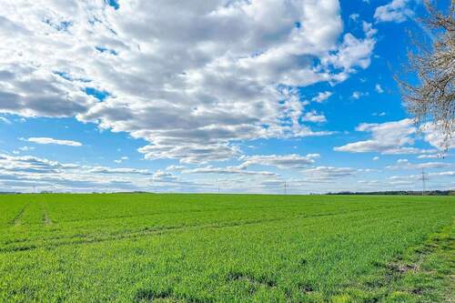 freier Blick aufs angrenzende Feld - 