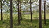 Park - 
