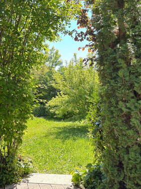 Eingewachsener Garten - 