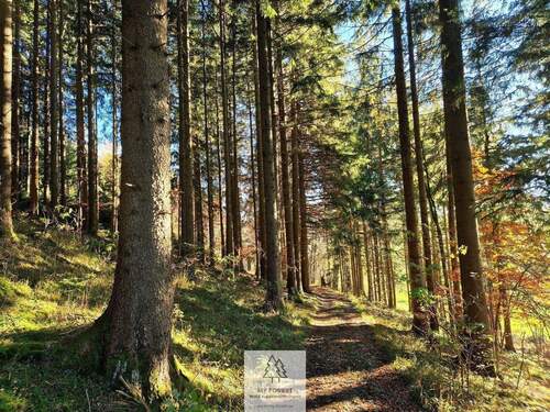 Waldverkauf-ostallgaeu_13.jpg - 