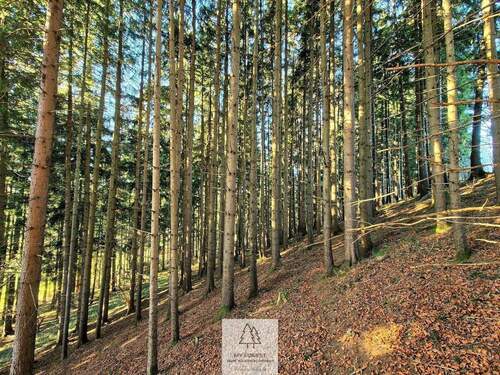 Waldverkauf-ostallgaeu_15.jpg - 