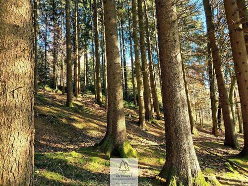 Waldverkauf-ostallgaeu_17.jpg - 