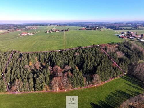 Waldverkauf-ostallgaeu.jpg - Schöner FICHTENALTBESTAND in ruhiger Lage des Ostallgäus