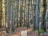 Waldverkauf-ostallgaeu_24.jpg - 