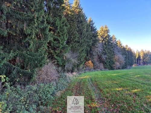 Waldverkauf-ostallgaeu_26.jpg - 