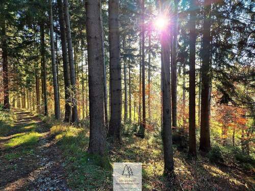 Waldverkauf-ostallgaeu_05.jpg - 