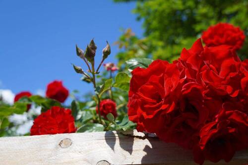 Garten - 