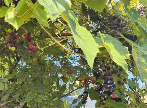 Eigener Weinstock gereift - 