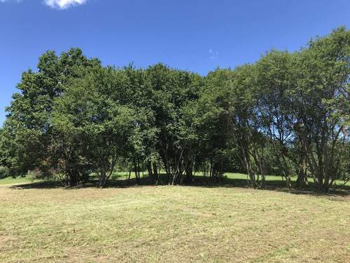 Grün am Rande der City - Grundstück in Forchheim zum Kaufen